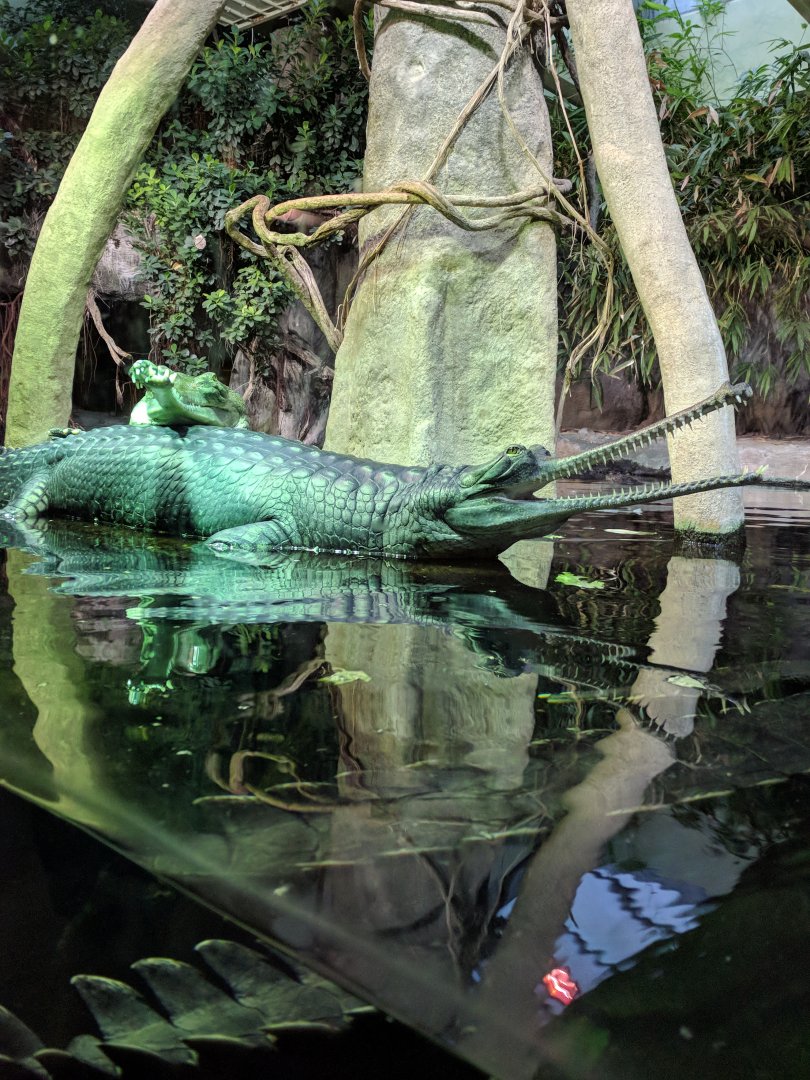 Gharial Zoo Praha 2018