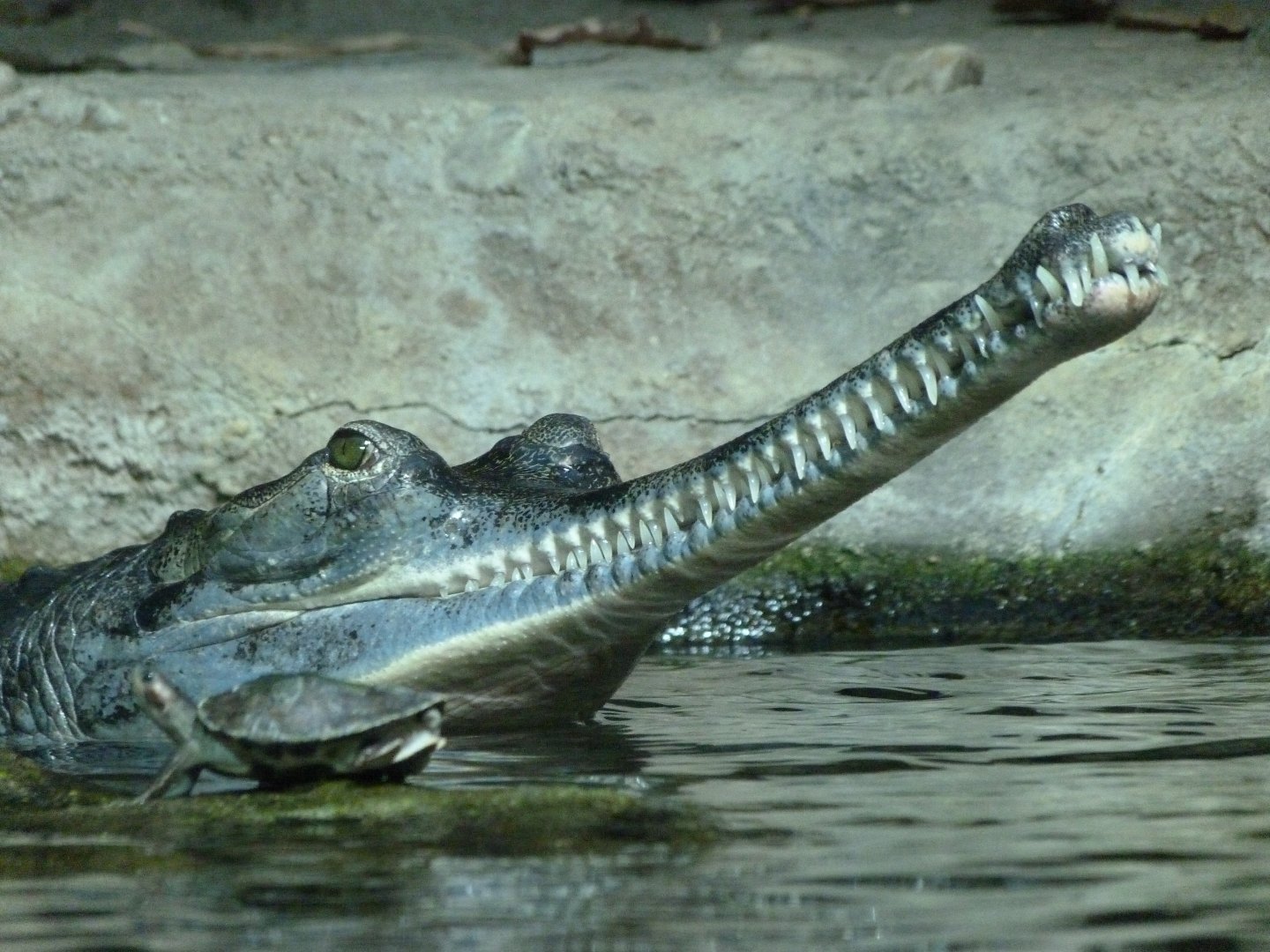 Gharial -Zoo Praha (2025)