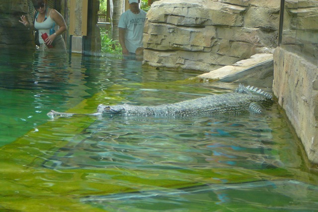 Gharial