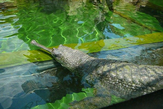 Gharial