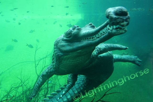 Gharial