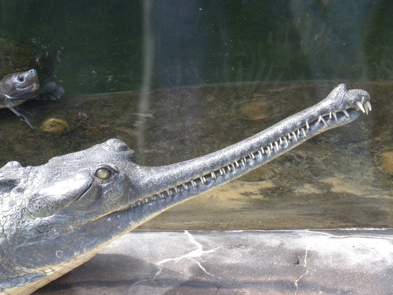 Gharial