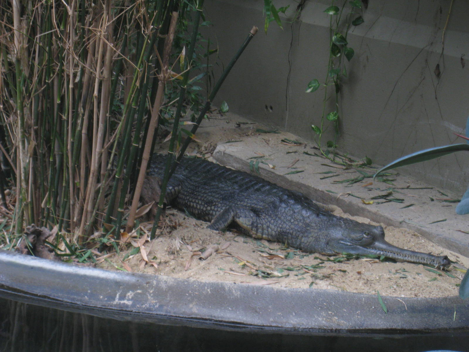 Gharial