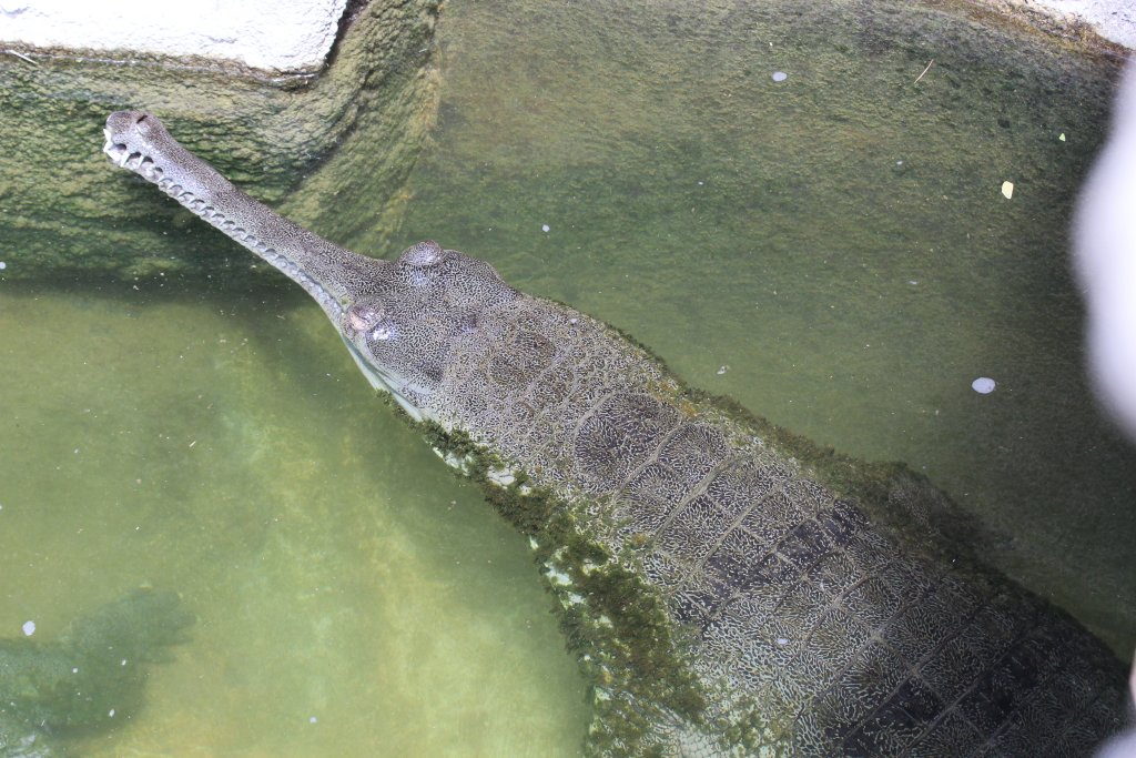 Gharial