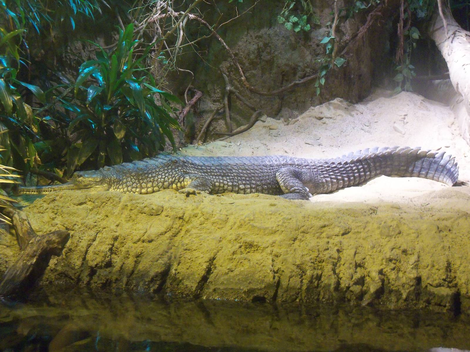 Gharial