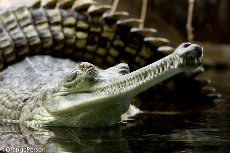 Gharial