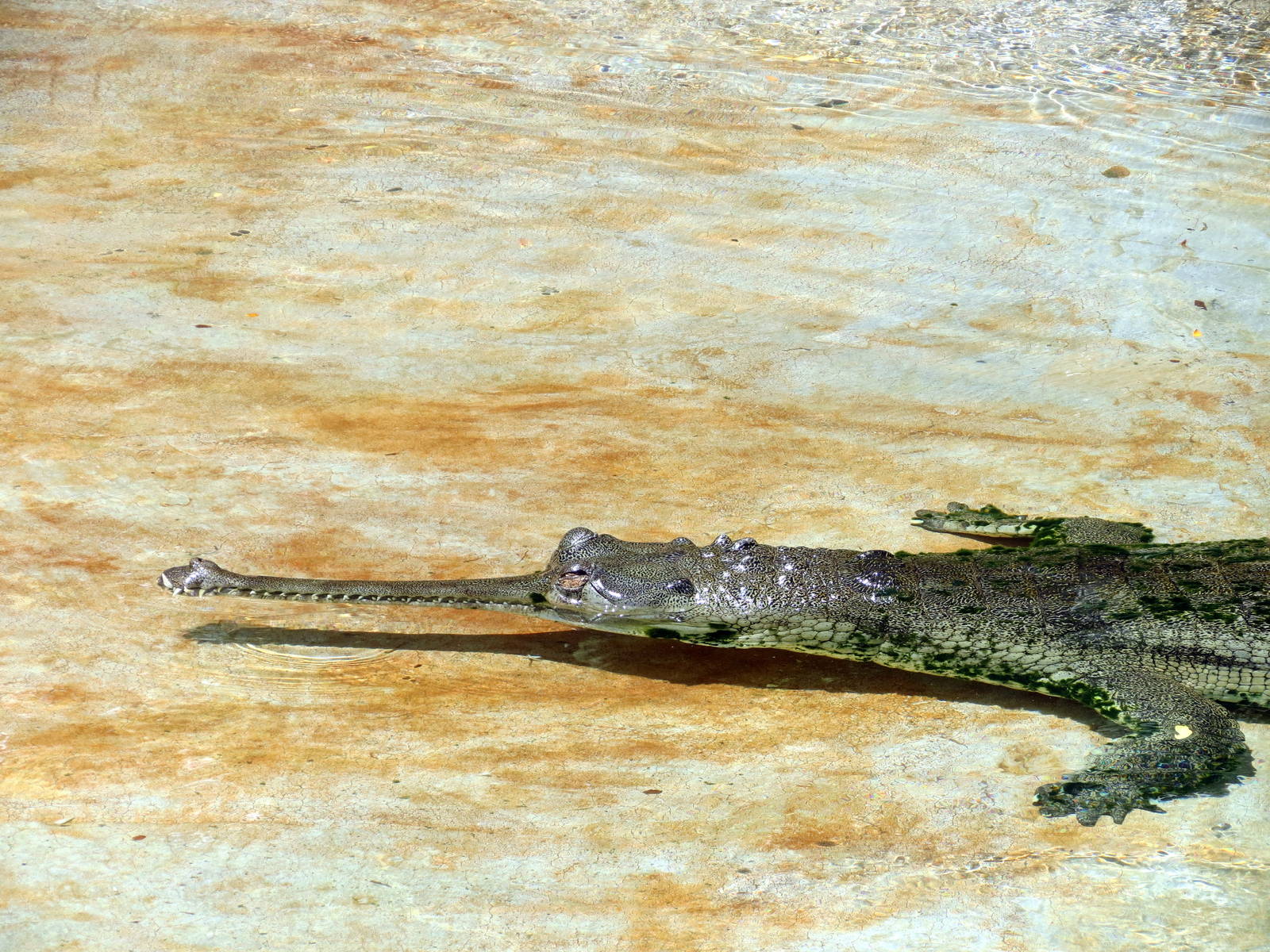 Gharial