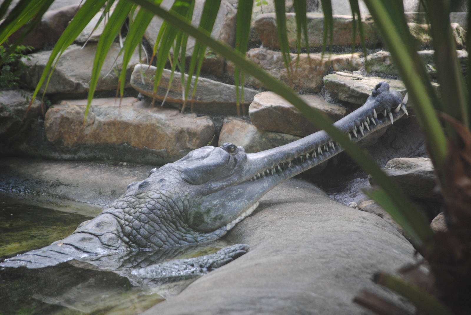Gharial