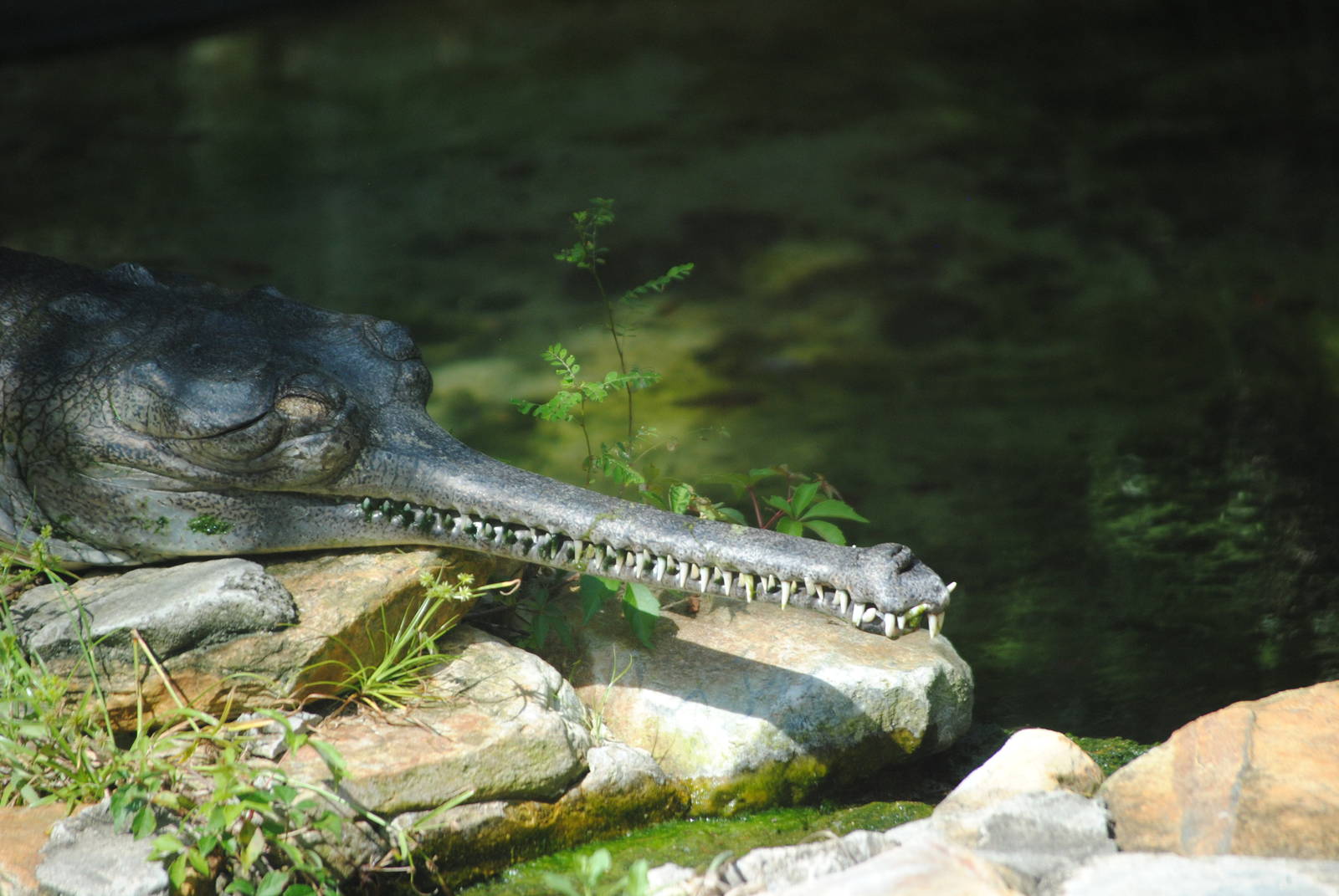 Gharial