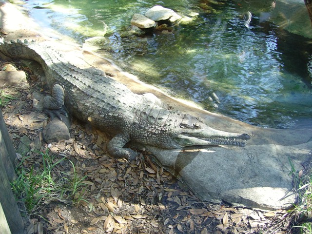 Gharial