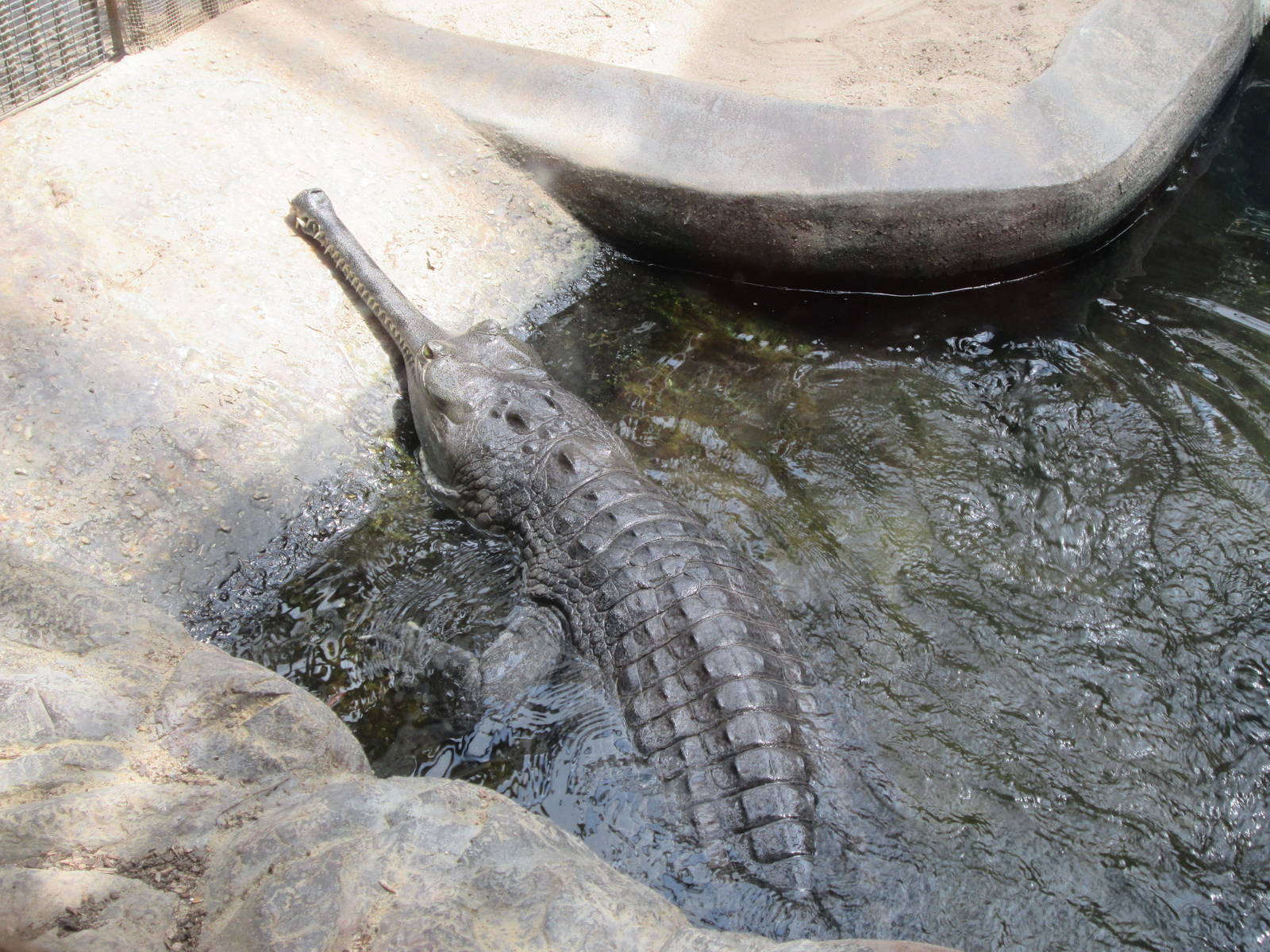 Gharial