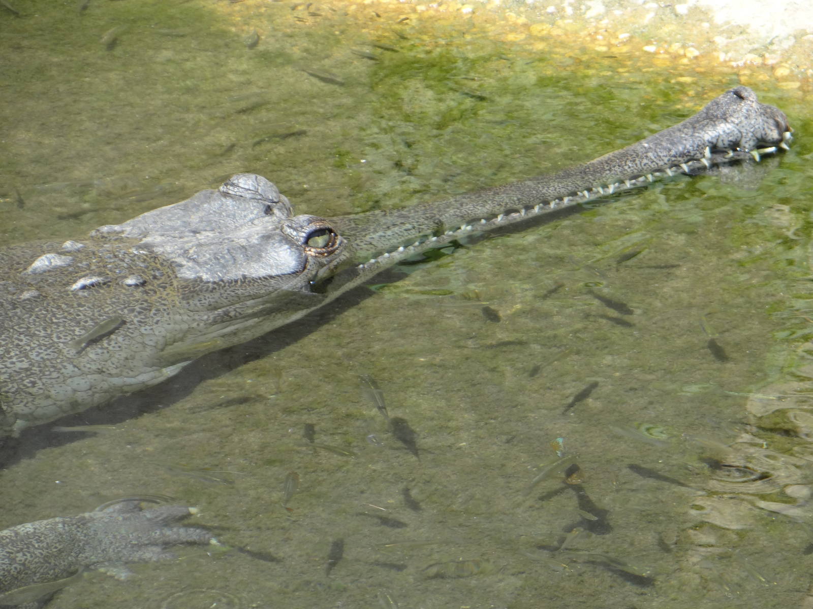 Gharial