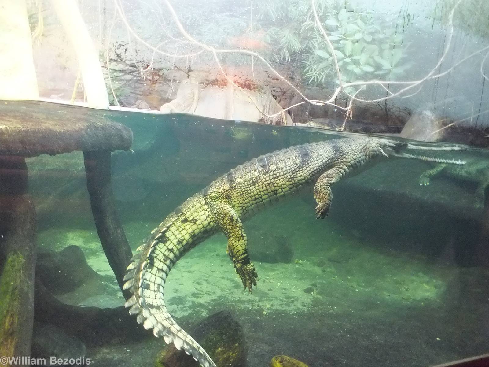 Gharial