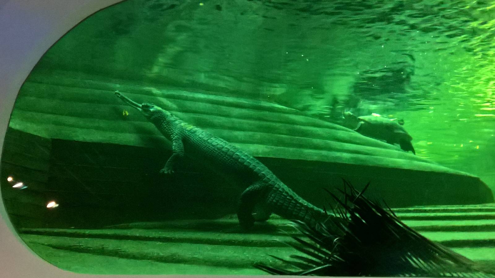 Gharial