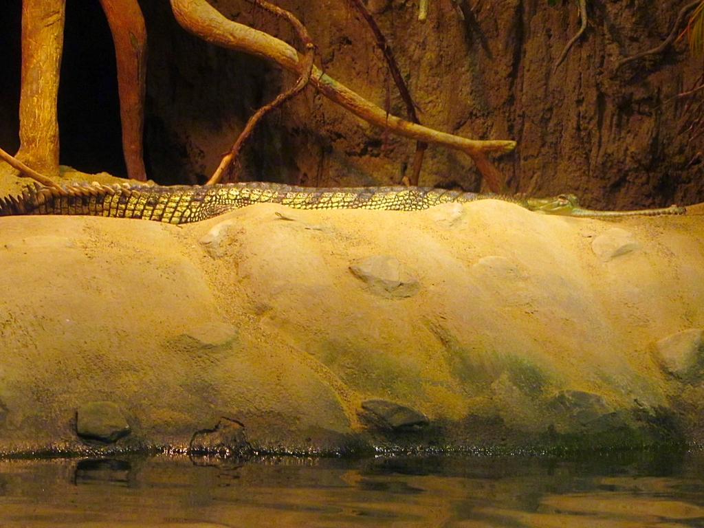Gharial