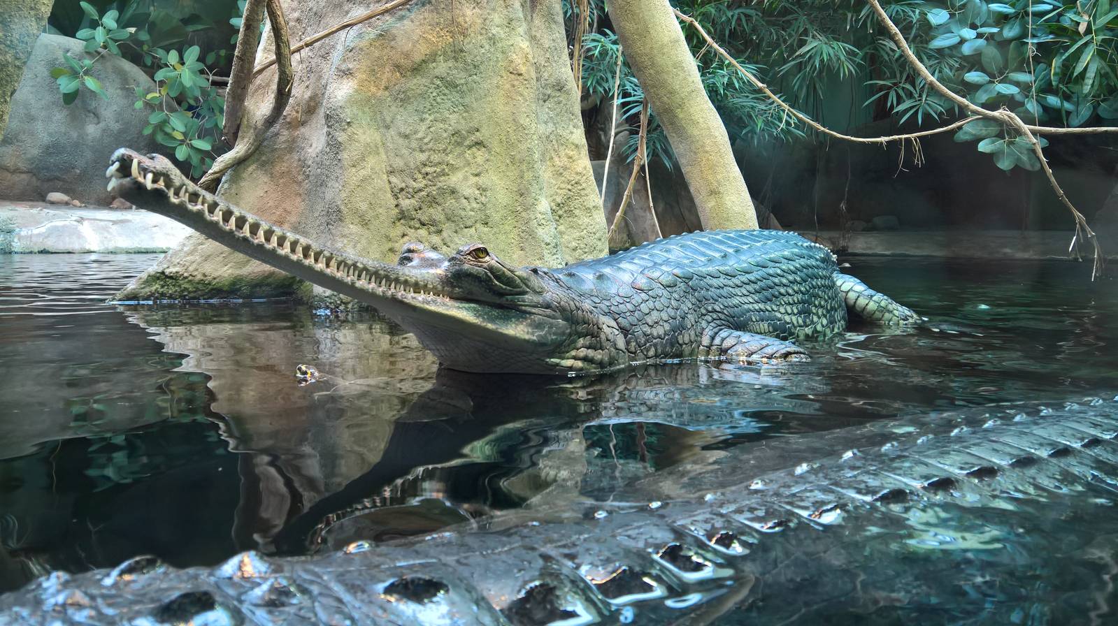 Gharial