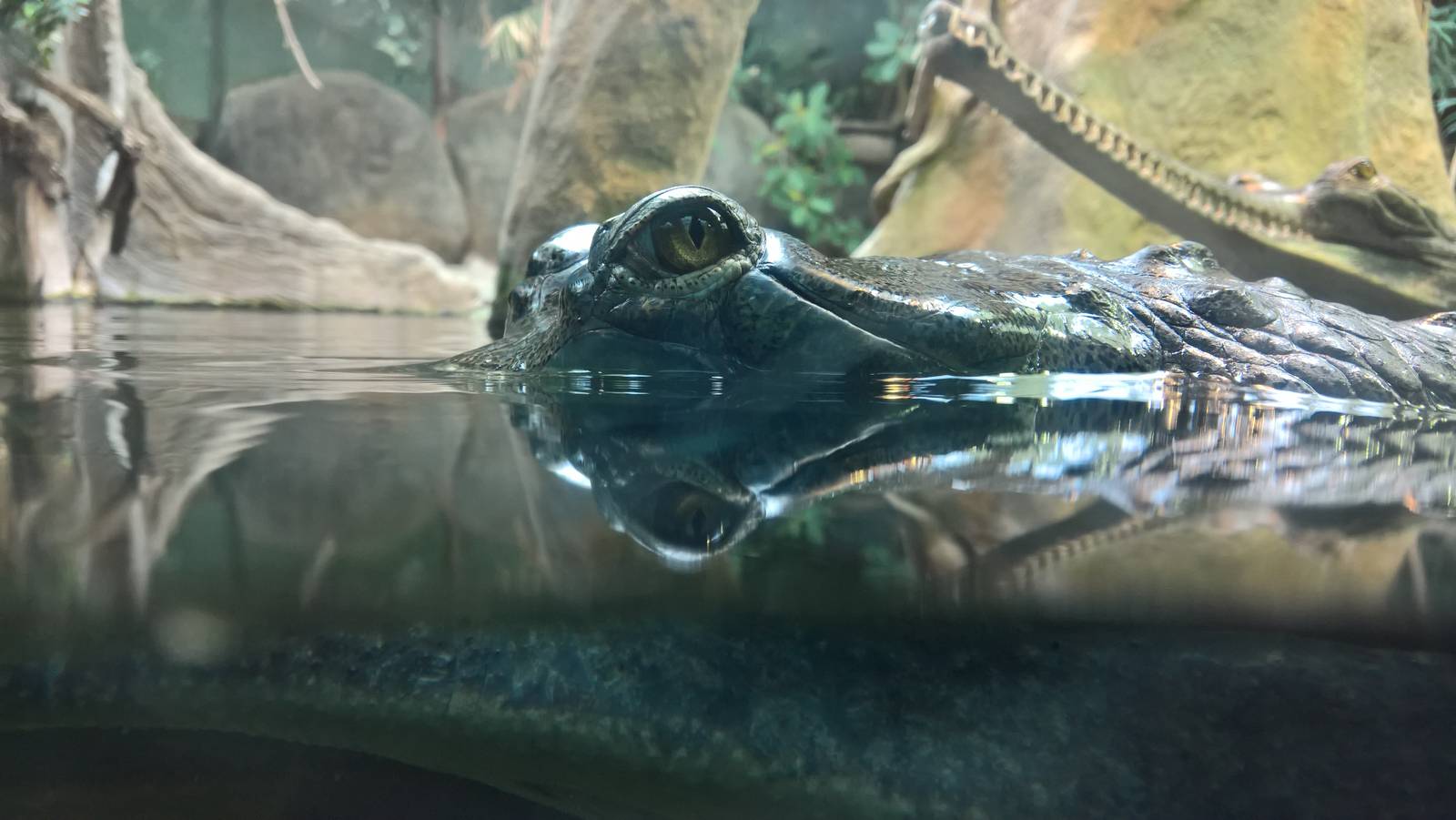 Gharial