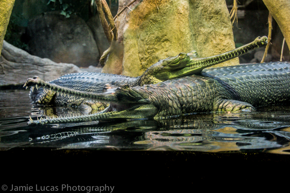 Gharial