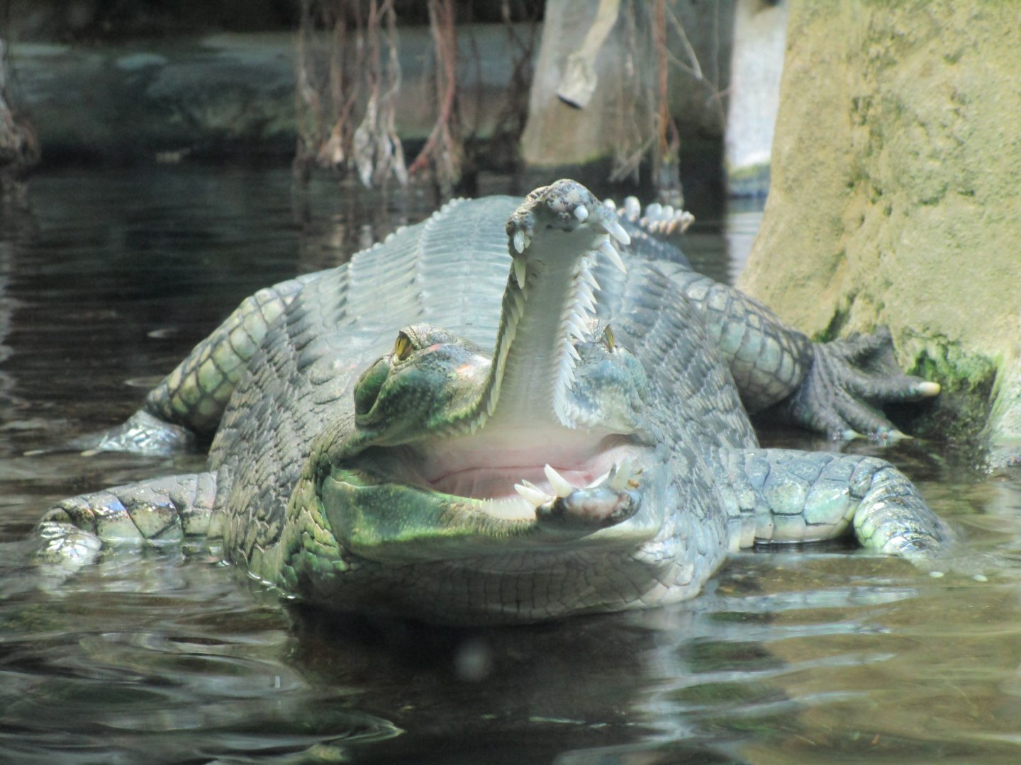 Gharial