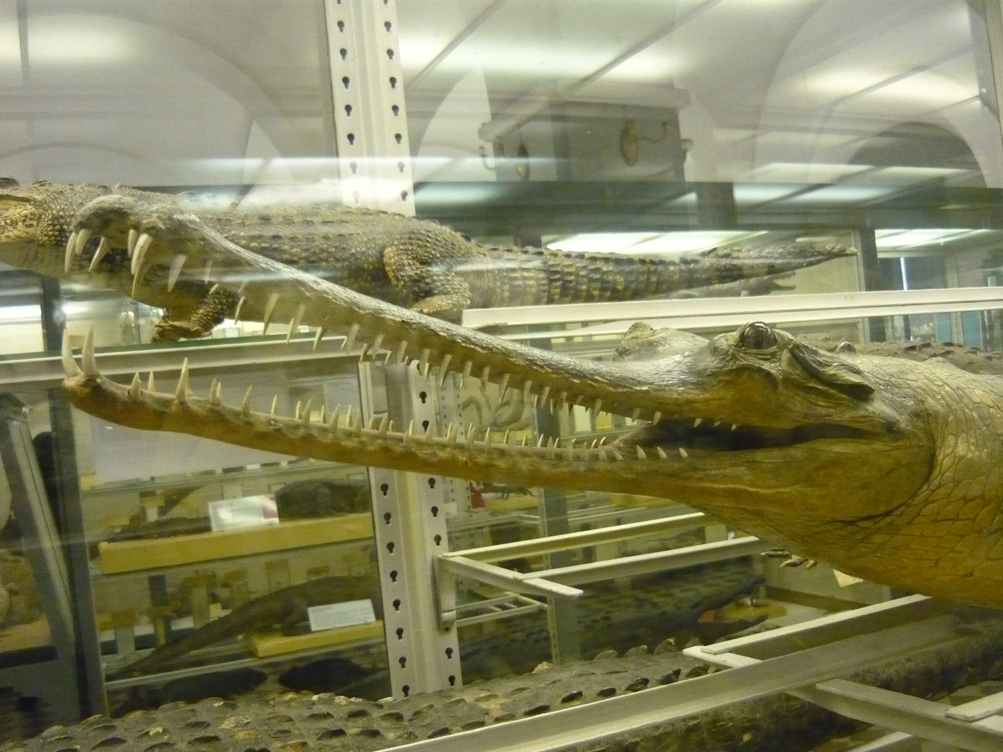 Gharial