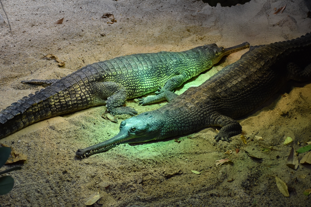Gharial