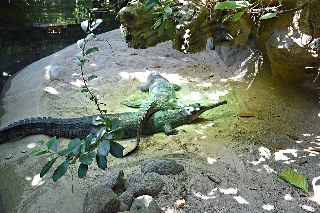 Gharial