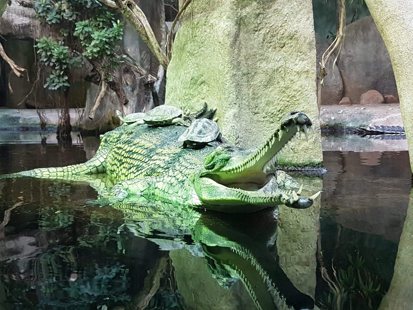 Gharial