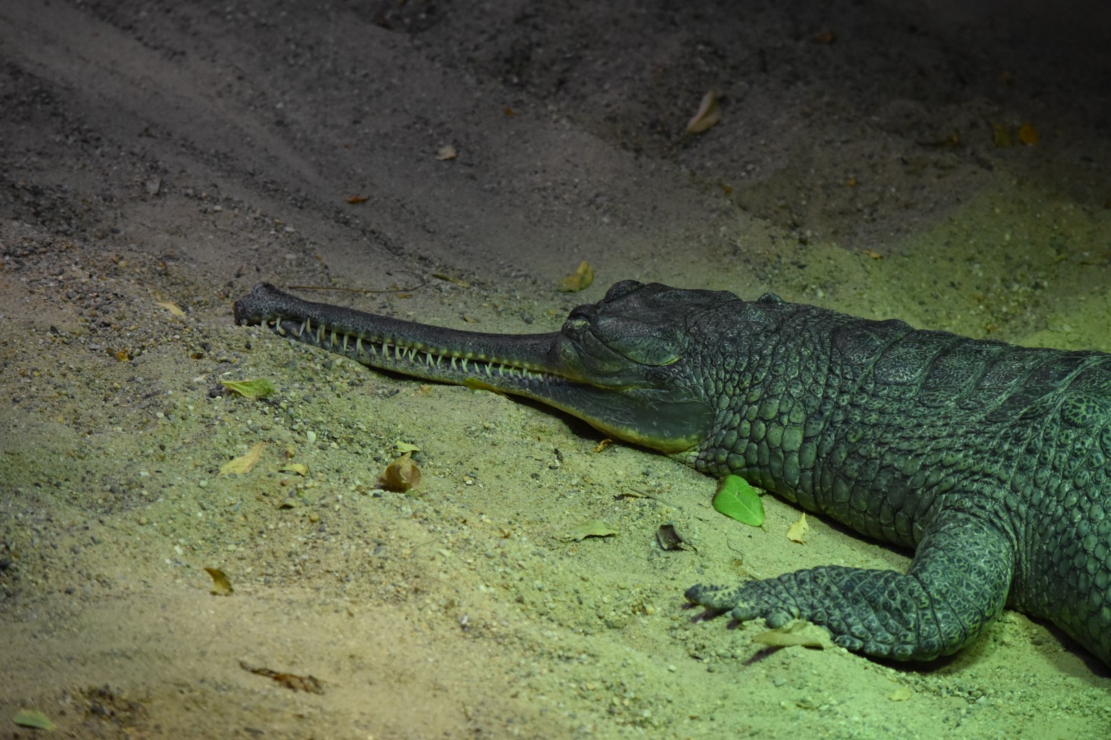 Gharial