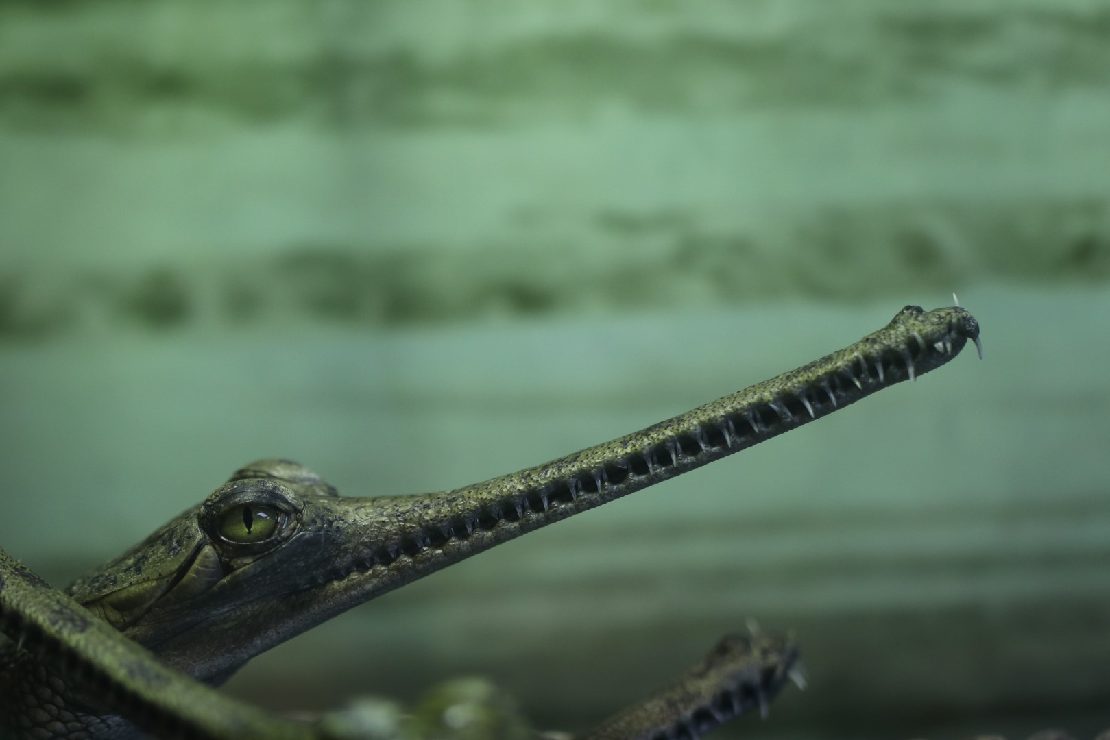 Gharial