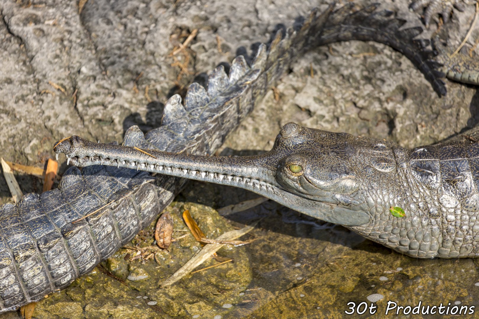 Gharial