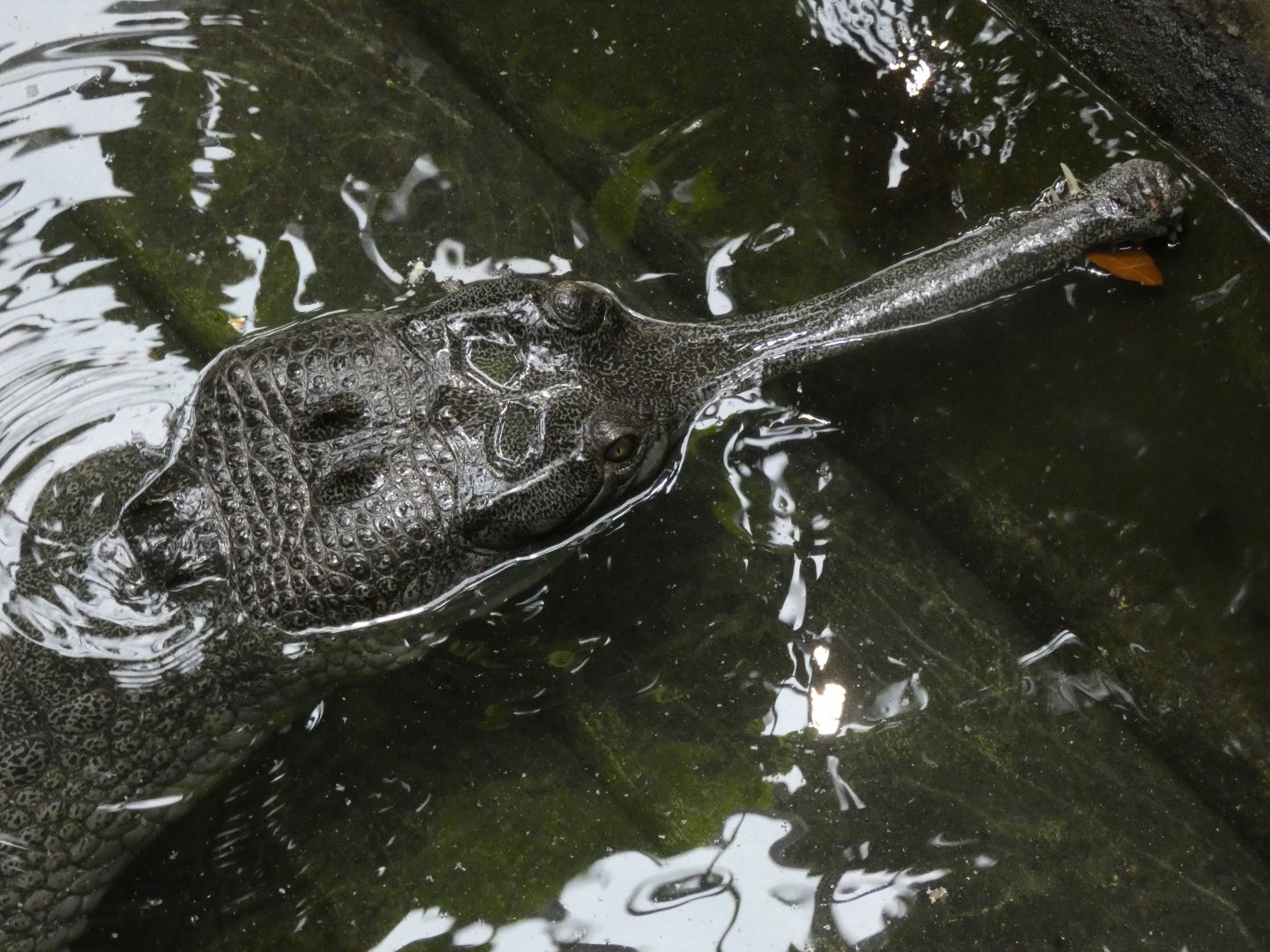 Gharial