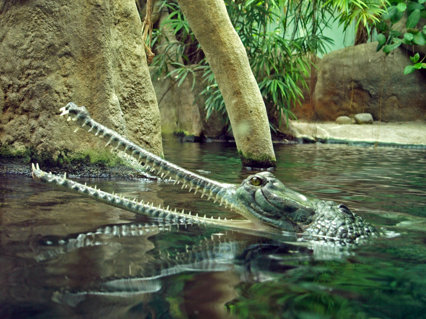 Gharial