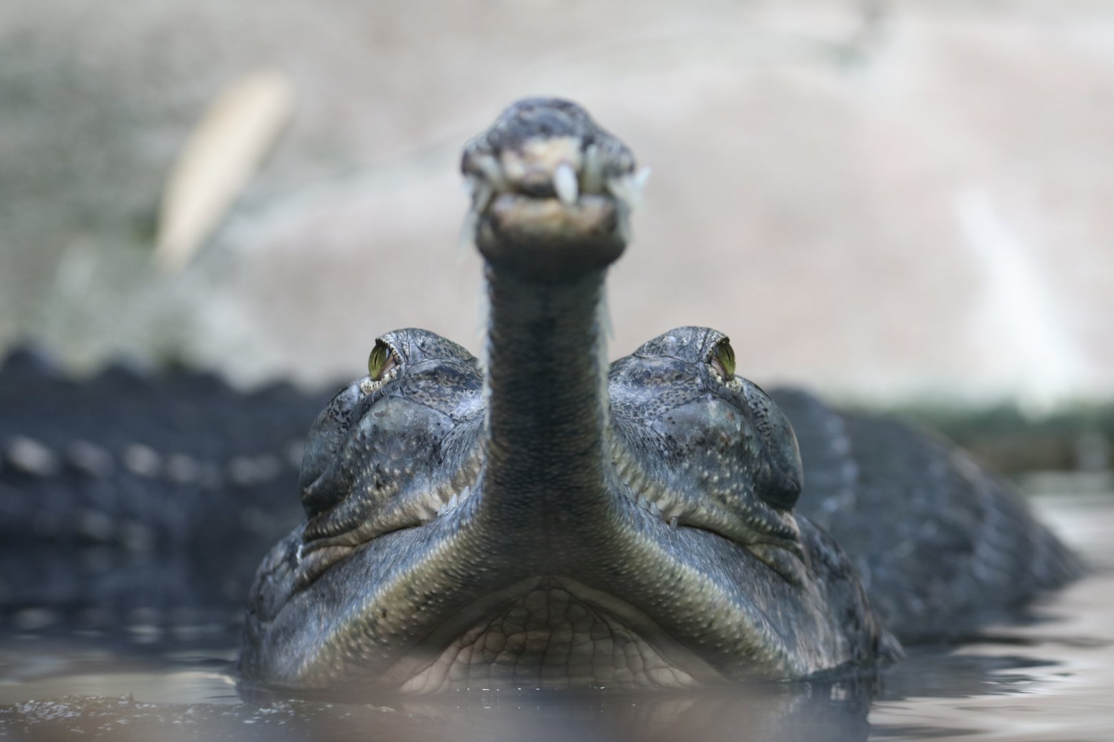 Gharial