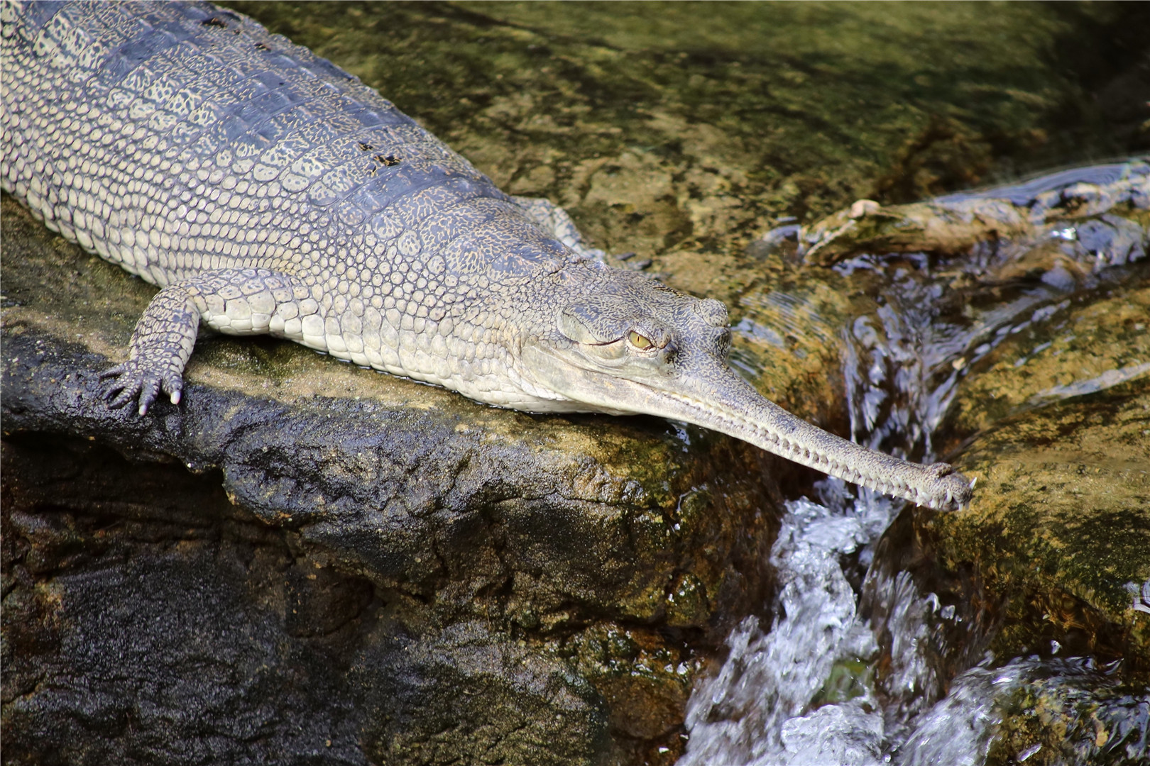 Gharial
