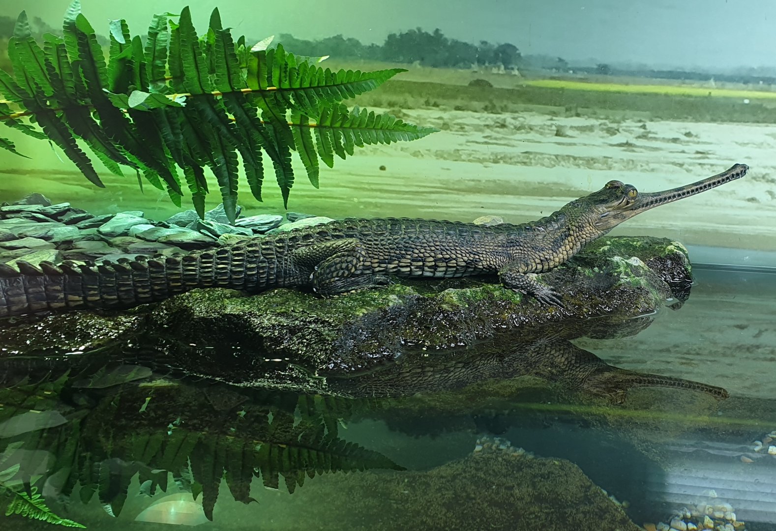 Gharial