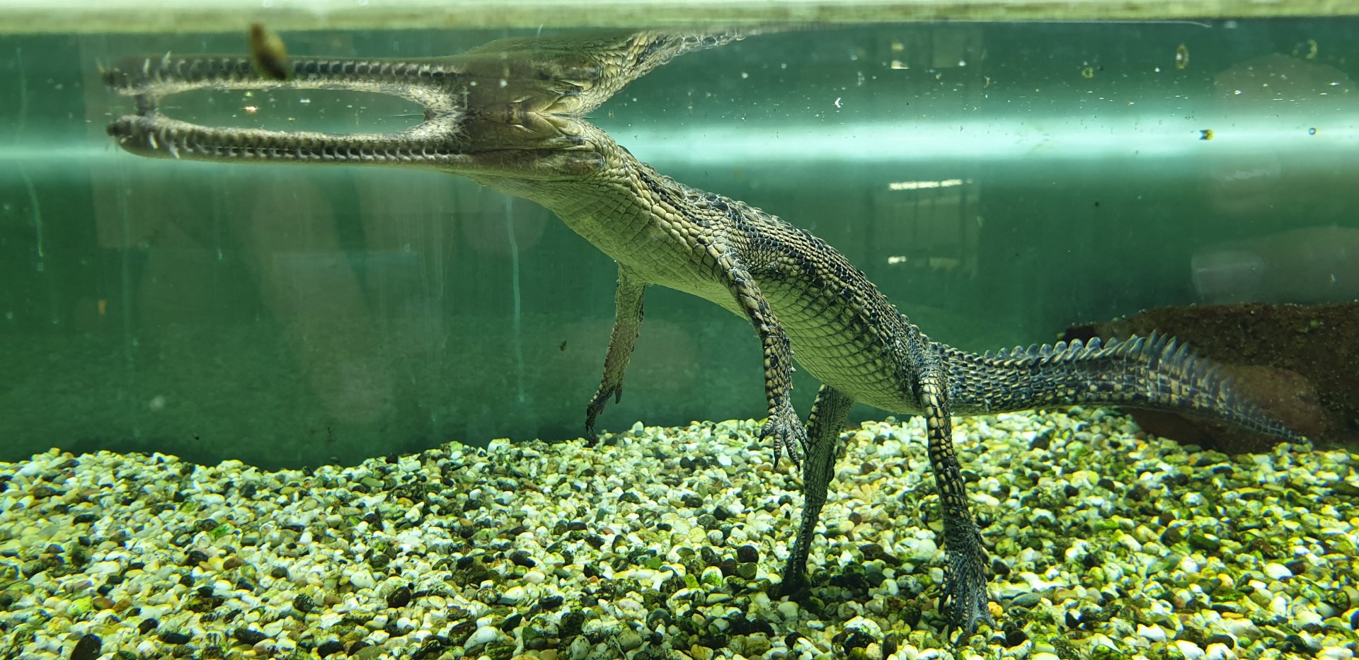 Gharial