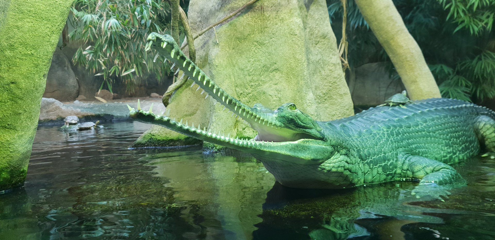 Gharial