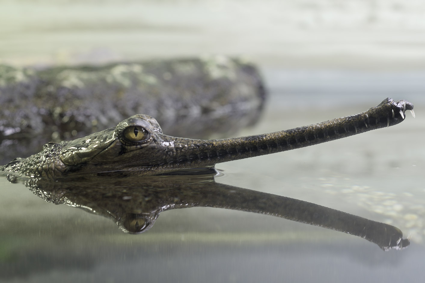 Gharial