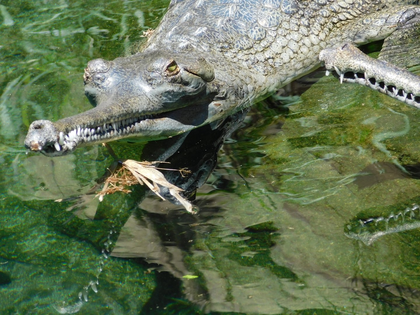 Gharial