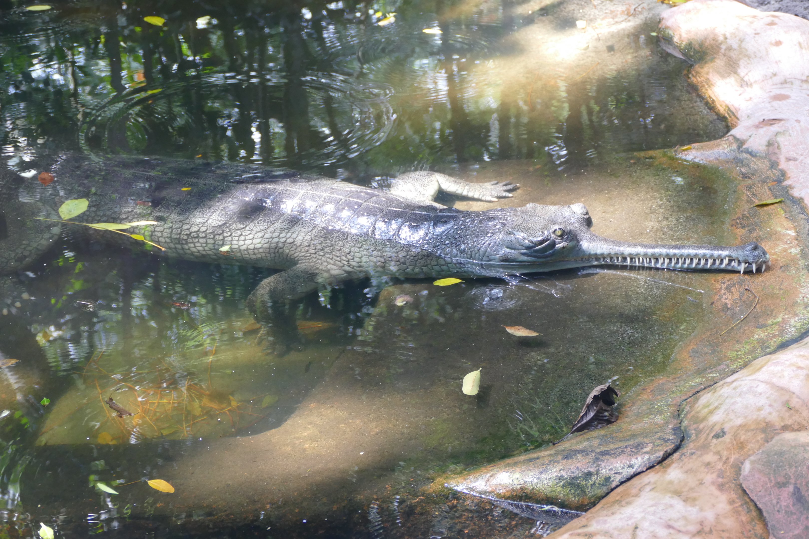 Gharial