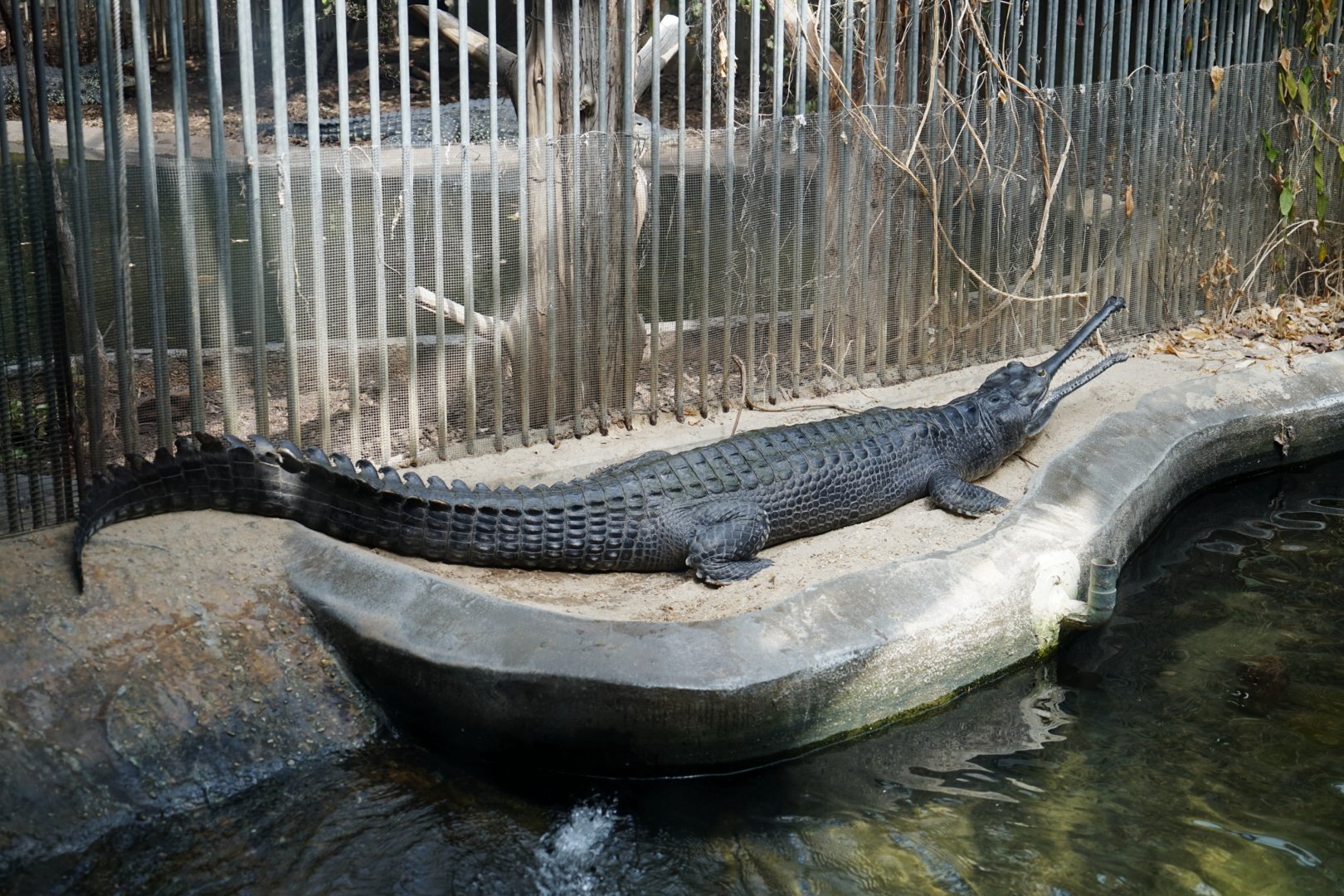 Gharial