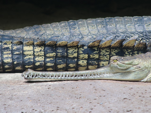 Gharial