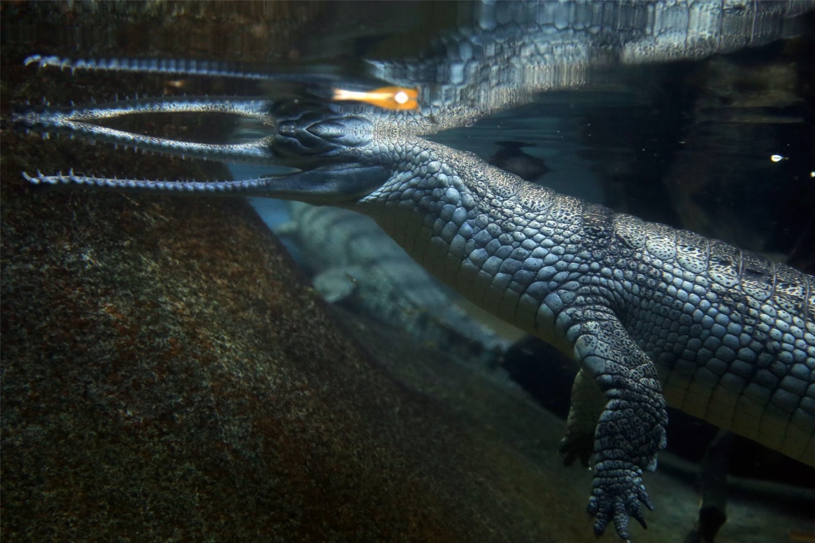Gharial