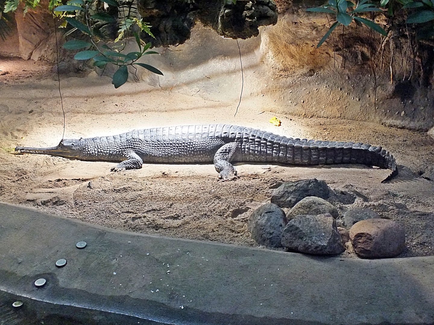 Gharial