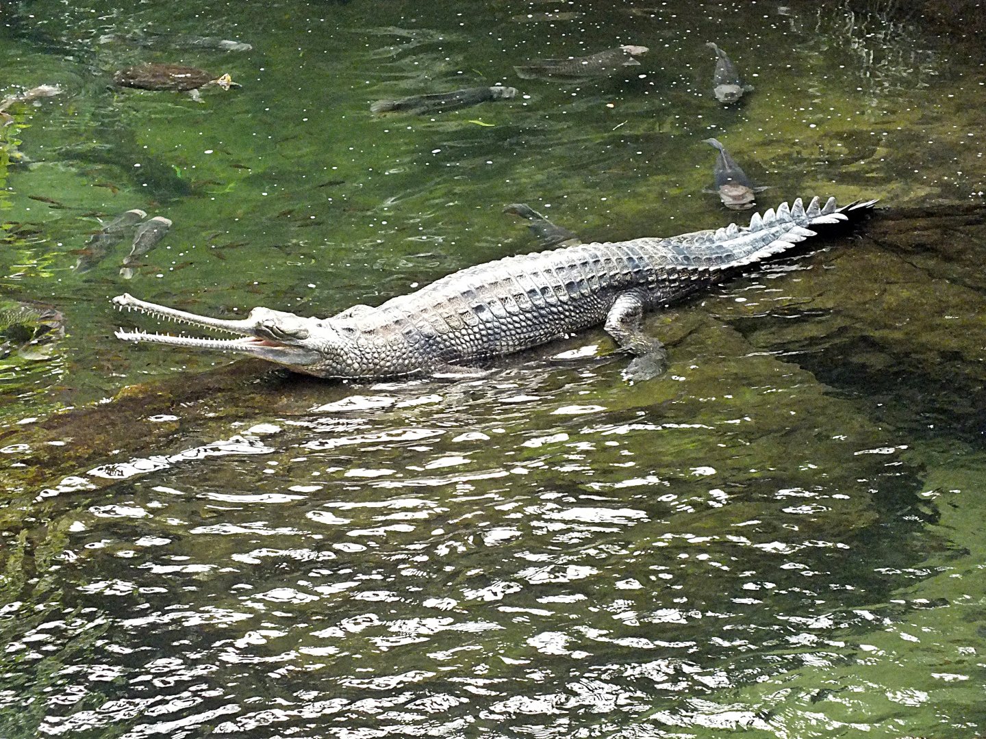 Gharial