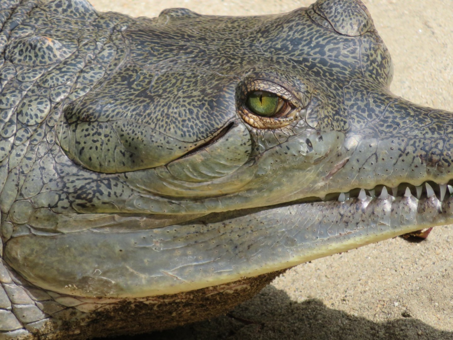 Gharial