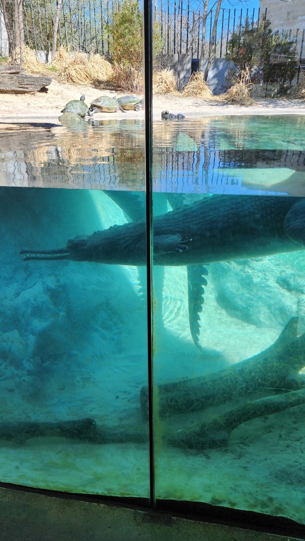 Gharial