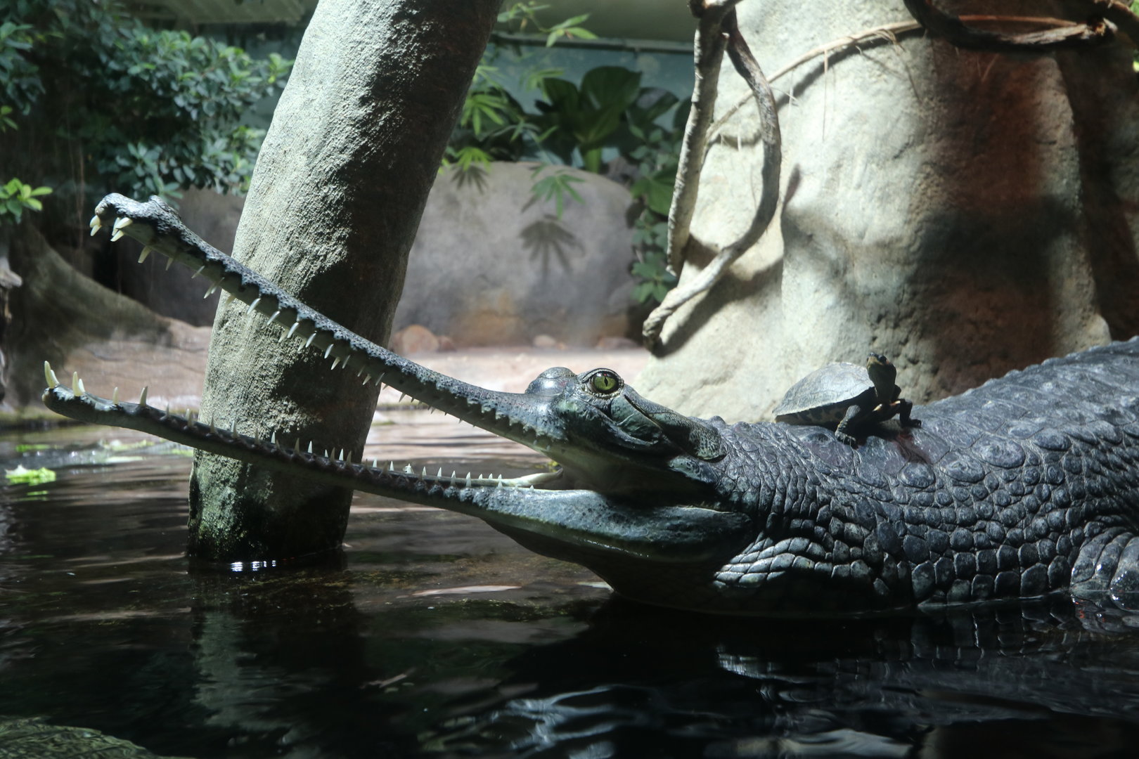Gharial