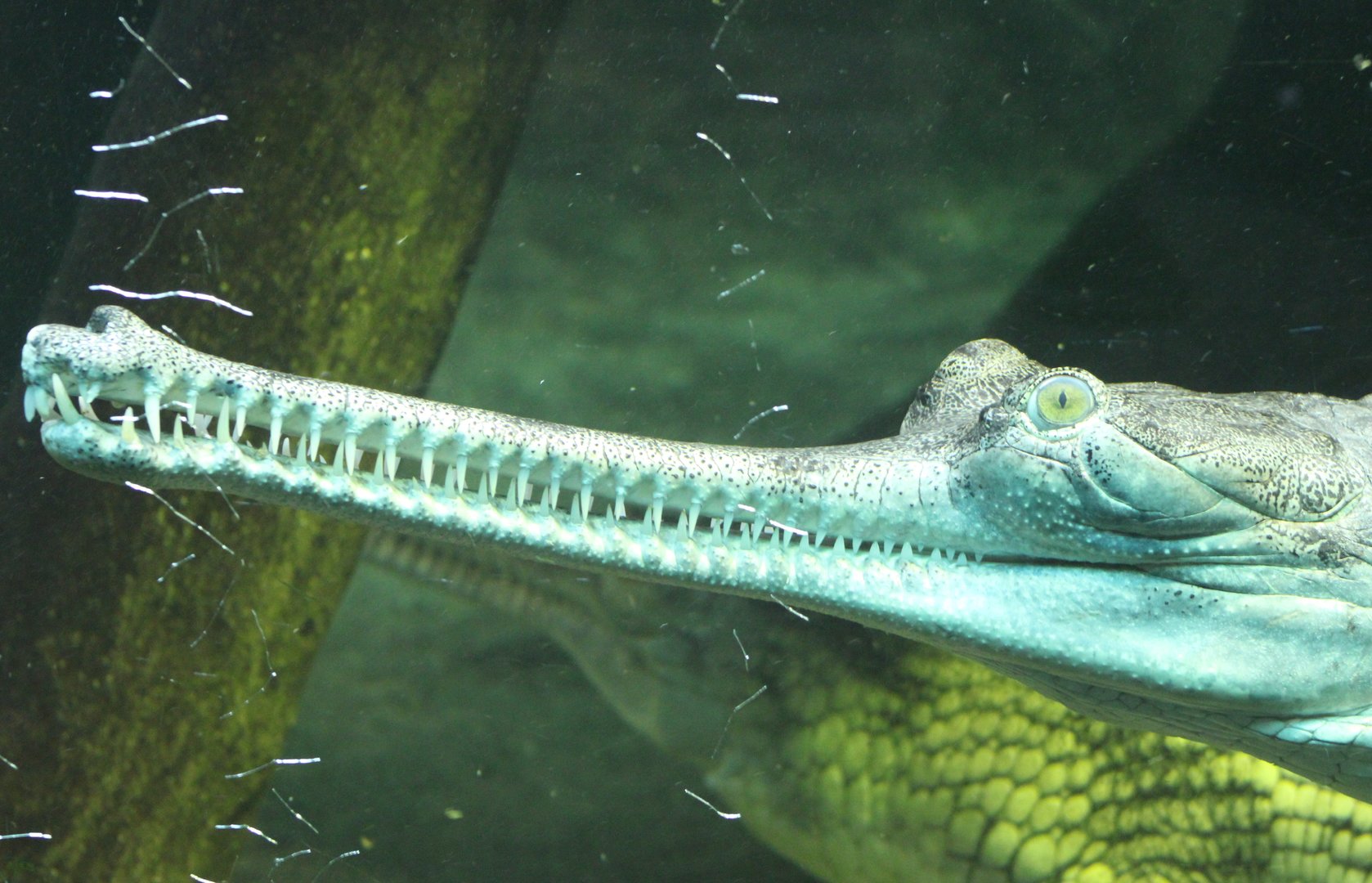Gharial