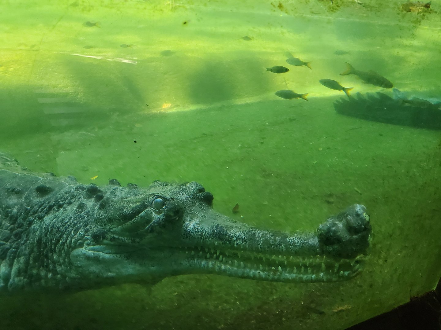 Gharial